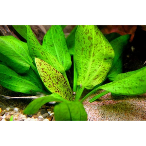 ЭХИНОДОРУС ШЛЮТЕРА