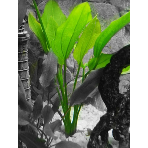 ЭХИНОДОРУС ЛОПАТОЛИСТНЫЙ - Echinodorus palaefolius