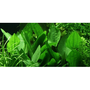 ЭХИНОДОРУС ЛОПАТОЛИСТНЫЙ - Echinodorus palaefolius