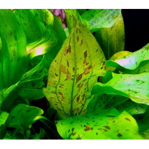 ЭХИНОДОРУС МРАМОРНЫЙ ШОКОЛАД - Echinodorus Chocolate Marble