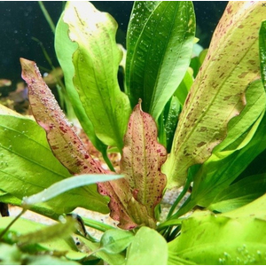 ЭХИНОДОРУС ЯГУАР - Echinodorus jaguar