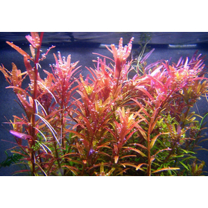 РОТАЛА СИНГАПУРСКАЯ - Rotala Singapore