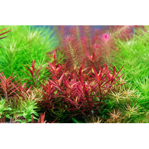 РОТАЛА СИНГАПУРСКАЯ - Rotala Singapore