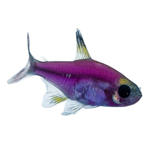 ТЕТРА ПРИСТЕЛЛА ФИОЛЕТОВАЯ ГЛОФИШ - Pristella glofish
