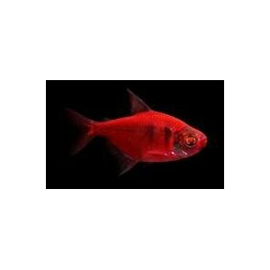 ТЕРНЕЦИЯ ГЛО С ПОЛОСКАМИ АССОРТИ