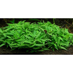 СТАУРОГИН ПОРТО ВЕЛЬО - Staurogyne porto velho