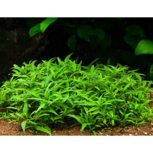 СТАУРОГИН ПОРТО ВЕЛЬО - Staurogyne porto velho