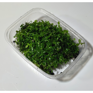 ХЕМИАНТУС КУБА - Hemianthus callitrichoides Cuba