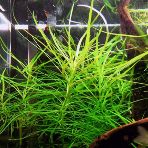 ПОГОСТЕМОН ОКТОПУС - Pogostemon octopus