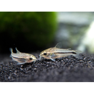 Коридорас пигмей (Corydoras pygmaeus) — пресноводная лучепёрая рыба из семейства Каллихтовых, или Панцирных, сомов. Главная особенность вида — миниатюрный размер: взрослые особи в длину едва достигают 2–2,5 см.