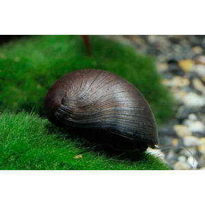 УЛИТКА КАСКА КОРИЧНЕВАЯ - Neritina sp. Military Helmet Snail отлично чистит аквариум 1шт на 20-30л