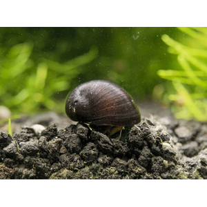 УЛИТКА КАСКА - Neritina pulligera  Military Helmet Snail отлично чистит аквариум 1шт на 20-30л. не размножается, привозят из ИНДОНЕЗИИ.