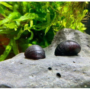 УЛИТКА КАСКА - Neritina pulligera  Military Helmet Snail отлично чистит аквариум 1шт на 20-30л. не размножается, привозят из ИНДОНЕЗИИ.