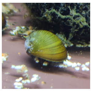 УЛИТКА КАСКА ОЛИВКОВАЯ / ЗЕЛЕНАЯ - Neritina pulligera  Military Helmet Snail