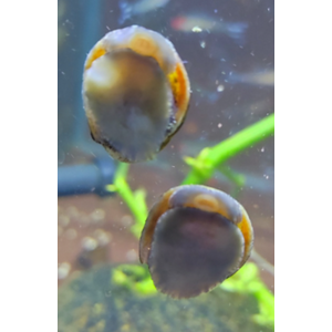 УЛИТКА КАСКА ОЛИВКОВАЯ / ЗЕЛЕНАЯ - Neritina pulligera  Military Helmet Snail