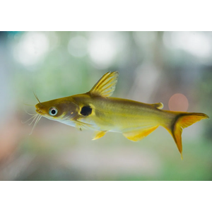СОМ ПАВЛИНИЙ ГЛАЗ - Horabagrus brachysoma