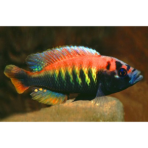 ХАПЛОХРОМИС МАКОБЕ - Haplochromis sauvagei var. Makobe