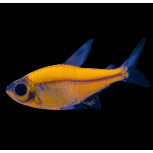 ТЕТРА ПРИСТЕЛЛА ЖЕЛТАЯ / ОРАНЖЕВАЯ ГЛОФИШ - Pristella glofish