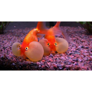 ВОДЯНЫЕ ГЛАЗКИ   Золотая рыбка - Сarassius auratus