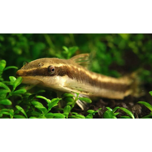 ОТОЦИНКЛУС - Otocinclus