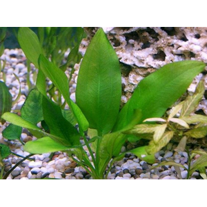 ЭХИНОДОРУС АШЕРСОНА - Echinodorus aschersonianus