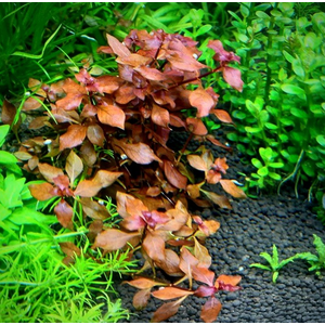 ЛЮДВИГИЯ БОЛОТНАЯ КРАСНАЯ - Ludwigia palustris red