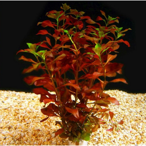 ЛЮДВИГИЯ БОЛОТНАЯ КРАСНАЯ - Ludwigia palustris red
