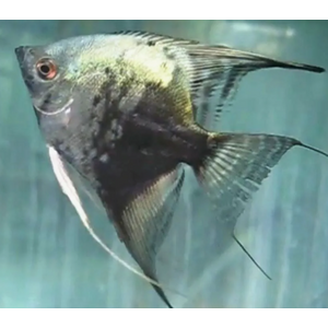 СКАЛЯРИЯ ДЫМЧАТАЯ, СМОКИ - Pterophyllum smoke