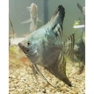 СКАЛЯРИЯ ДЫМЧАТАЯ, СМОКИ - Pterophyllum smoke