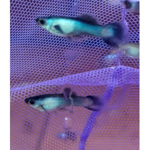 ГУППИ СТАЛЬ - Guppy steel