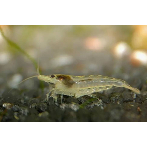 Креветка неокаридина Давида, природный вид - Neocaridina davidi