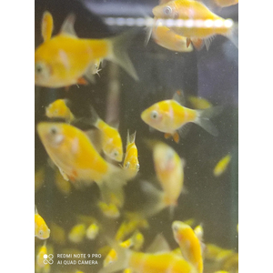 БАРБУС ГЛО ОРАНЖЕВО-БЕЛЫЙ