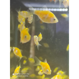 БАРБУС ГЛО ОРАНЖЕВО-БЕЛЫЙ