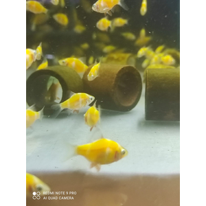 БАРБУС ГЛО ОРАНЖЕВО-БЕЛЫЙ