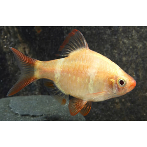 Барбус суматранский альбинос Гонконг (Puntigrus tetrazona 'Albino Hong Kong') — селекционная форма суматранского барбуса (Puntigrus tetrazona). Это активная, стайная аквариумная рыбка.