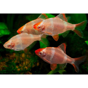 Барбус суматранский альбинос Гонконг (Puntigrus tetrazona 'Albino Hong Kong') — селекционная форма суматранского барбуса (Puntigrus tetrazona). Это активная, стайная аквариумная рыбка.