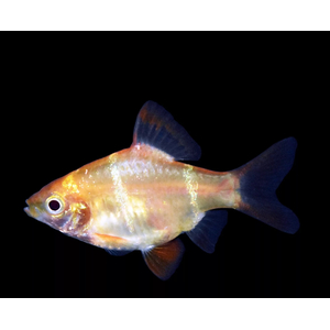 Барбус суматранский альбинос Гонконг (Puntigrus tetrazona 'Albino Hong Kong') — селекционная форма суматранского барбуса (Puntigrus tetrazona). Это активная, стайная аквариумная рыбка.