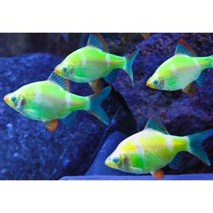 БАРБУС ГЛО ЗЕЛЕНО-БЕЛЫЙ