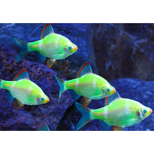 БАРБУС ГЛО ЗЕЛЕНО-БЕЛЫЙ