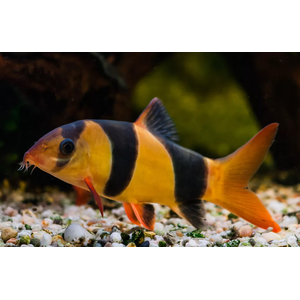 Боция клоун (Chromobotia macracanthus) — аквариумная рыбка из семейства Вьюновые. Русское название «клоун» получила за яркую окраску и жизнерадостность.