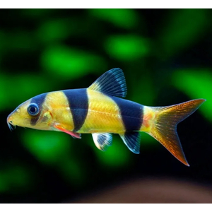 Боция клоун (Chromobotia macracanthus) — аквариумная рыбка из семейства Вьюновые. Русское название «клоун» получила за яркую окраску и жизнерадостность.