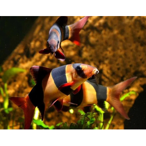 Боция клоун (Chromobotia macracanthus) — аквариумная рыбка из семейства Вьюновые. Русское название «клоун» получила за яркую окраску и жизнерадостность.