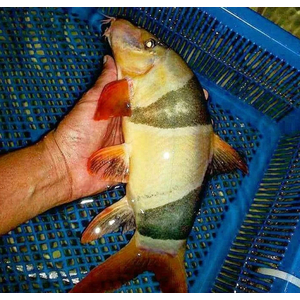 Боция клоун (Chromobotia macracanthus) — аквариумная рыбка из семейства Вьюновые. Русское название «клоун» получила за яркую окраску и жизнерадостность.