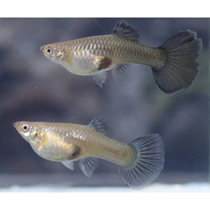 ГУППИ САМКА