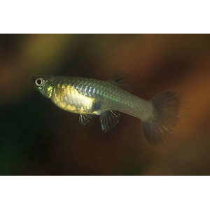 ГУППИ САМКА