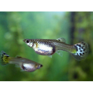 ГУППИ САМКА