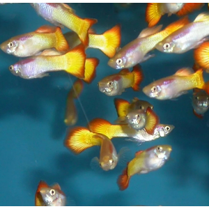 ГУППИ САНСЕТ