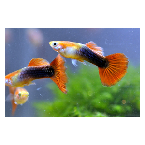 ГУППИ БЕРЛИНСКИЙ (самец/самка)