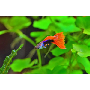 ГУППИ БЕРЛИНСКИЙ (самец/самка)