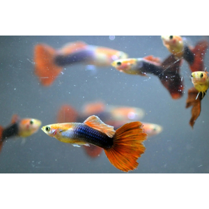 ГУППИ БЕРЛИНСКИЙ (самец/самка)